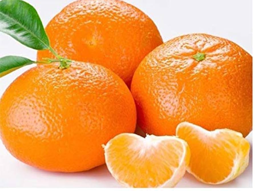 Amazon.com : 20 TANGERINE Mandrin Orange Citrus Reticulata